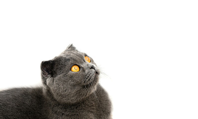 Happy Scottish cat looks up. Isolated on a white background. Copy of the space