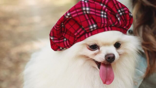 White fluffy cute pomeranian dog in beret hat outdoors on an autumn day. Enjoying the fall. Smiling happy dog. Selective focus. Place for text.