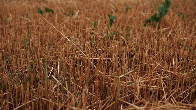 stubble in thie field