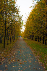 Footpath in scene autumn forest nature.