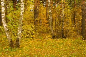 Footpath in scene autumn forest nature.