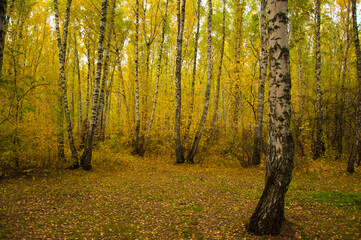 Obraz premium Footpath in scene autumn forest nature.