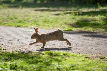 Kaninchen auf  Weg im Park, Köln