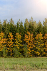Christmas trees and birches in autumn