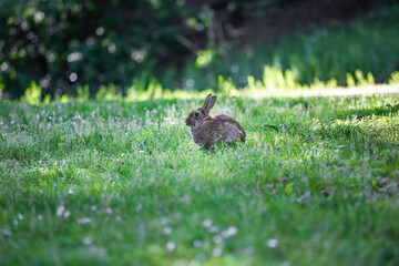 Kaninchen auf Wiese im Park, Köln