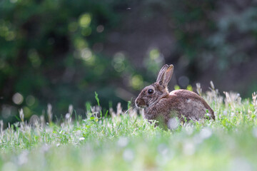 Kaninchen auf Wiese im Park, Köln