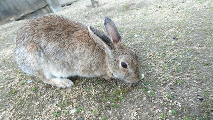 うさぎ②