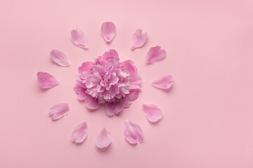 Fluffy pink peonies flowers on pink background. Dial of flowers
