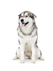 funny expression of a dog