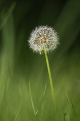 Dandelion seed head, Taraxacum, on a green stem in soft green grass, vertical nature portrait with blurred background, Cologne, Germany © NaturePix
