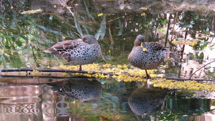 Ducks at rest, Sun City, North West, South Africa