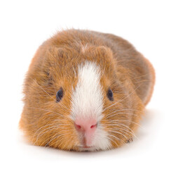 Fototapeta premium Guinea pig isolated.