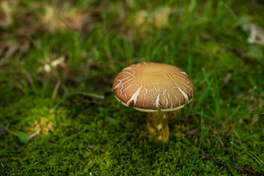 Mushroom growing in green moss