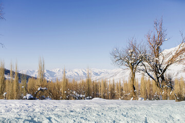 Trees growing in the mountains in winter near Chimgan in Uzbekistan