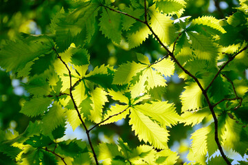 Obraz premium 新緑