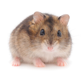 Dwarf gray hamster.