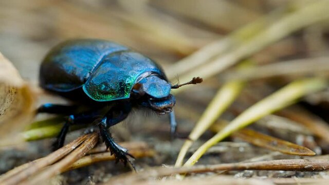 Close-up of an earth-boring dung beetle Geotrupidae on the forest floor