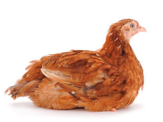 Brown hen isolated.