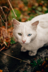 Beautiful Girl have at autumn outdoor