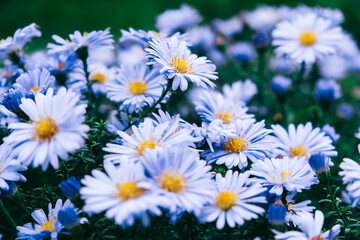 Blue camomiles on nature background. Copy, empty space for text