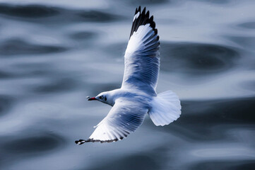 seagull in flight