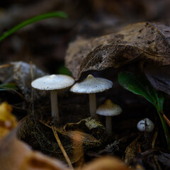 mushroom in the forest in the grass close up in the natural environment