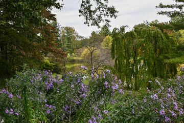 Fall trees and plants by lake