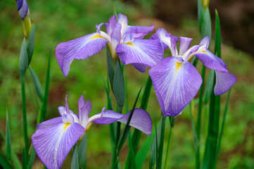 花菖蒲