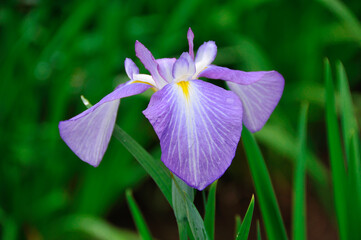 花菖蒲