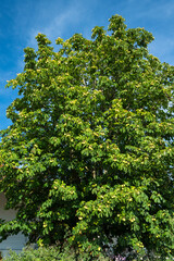 Fototapeta na wymiar Rosskastanienbaum mit Früchten