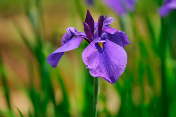 花菖蒲