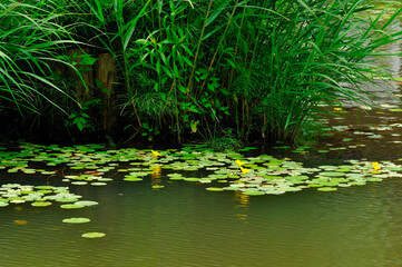 水辺の花