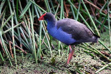 A Purple Swamp hen (Porphyrio Porphyrio) walks in a swampy area with reeds in Royal Melbourne Botanic Gardens, Australia