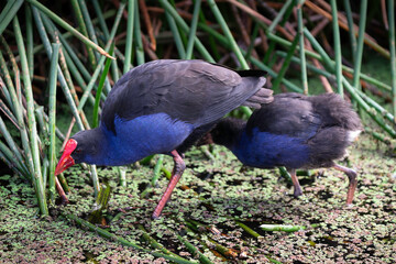 Two Purple Swamp hens (Porphyrio Porphyrio) walks in a swampy area with reeds in Royal Melbourne Botanic Gardens, Australia