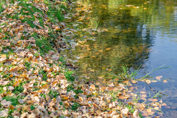 Bright fallen leaves of golden color on the autumn ground