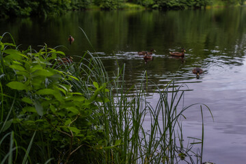 Ducks swim in pond with ripples among green grass and trees in the forest. Quiet city park. Cloudy sky reflected in water with ripples. Summer scene