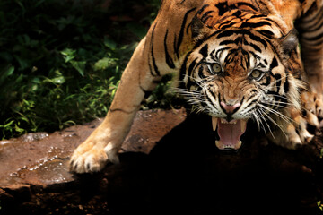 tiger in the zoo
