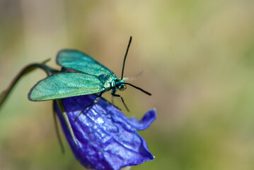 Close-up Zygaenidae or green forester moth on a wild blue bellflower's flower head