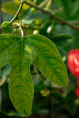 curly leaf of the betel plant close up