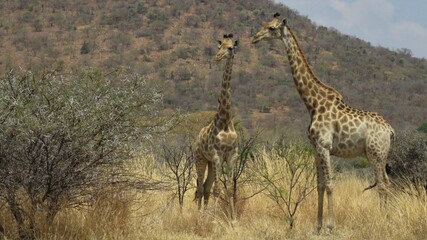 Giraffe, Boekenhoutfontein  Farm, North West, South Africa
