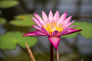 pink water Lily flower close up