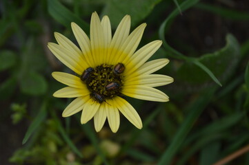 Margarita con insectos 