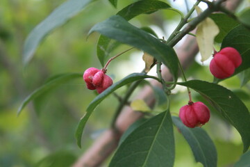 red berries on a branch. poisonous red berries on a tree