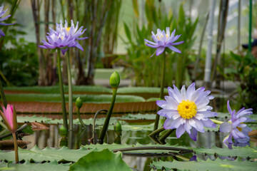 colored water Lily flower in the pond