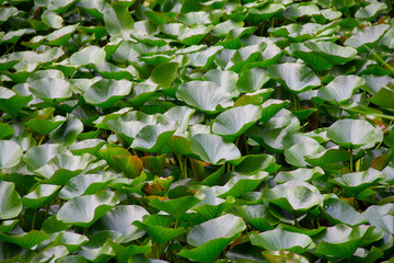 natural background of water plant leaves