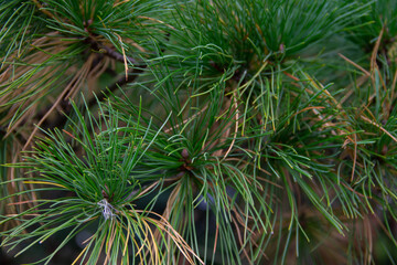 coniferous tree branch close - up