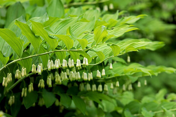 Polygonatum odoratum called Solomons seal or scented Solomons seal