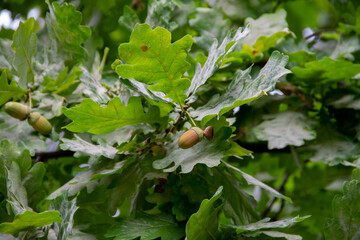 leaves and acorns on a branch of an oak tree