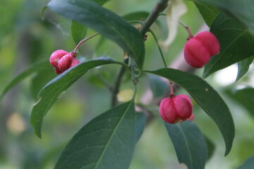 red berries on a branch. poisonous red berries on a tree