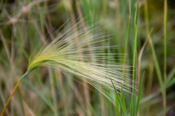 Fototapeta premium plant with an inflorescence spikelet close-up